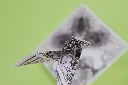 DSCF3696.webp